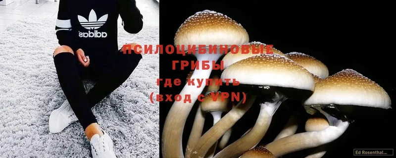 Псилоцибиновые грибы Psilocybine cubensis  Углегорск 